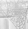 Web
